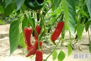 红尖椒的种植方法是什么，淅川天气