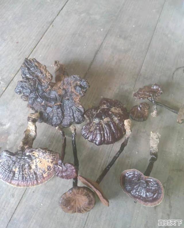 4、十四五经济发展遵循的五大原则，科技创新能决定高质量发展吗对吗 - 真时天下