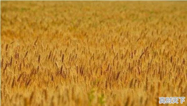 1、河北保定今年小麦价格多少，河北今日小麦价格 - 真时天下