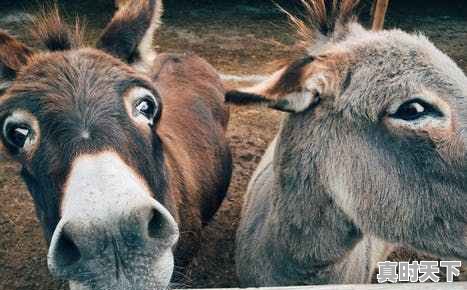 1、一头驴大约多少元?懂得说,今日驴肉价格 - 真时天下