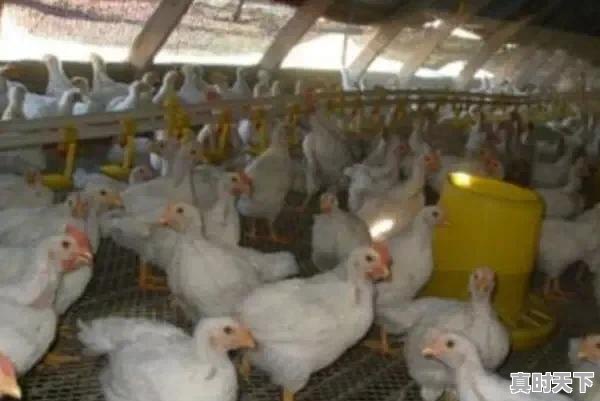 3、2021年年底淘汰鸡什么价,今日肉鸡苗价格 - 真时天下