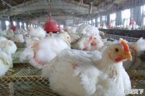 5、2021年年底淘汰鸡什么价,今日肉鸡苗价格 - 真时天下