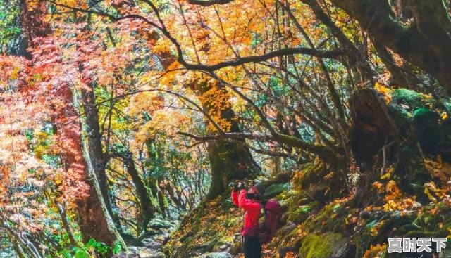 2、想去梅里雪山,什么时候看到日照金山的概率比较大,金山天气 - 真时天下