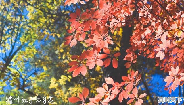 3、想去梅里雪山,什么时候看到日照金山的概率比较大,金山天气 - 真时天下