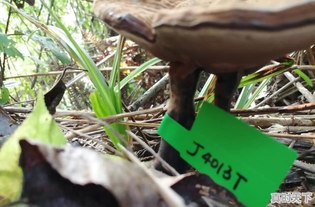 2、夯实现代农业发展基础重点包括哪几个方面,加强农业科技创新与应用包括哪些内容 - 真时天下