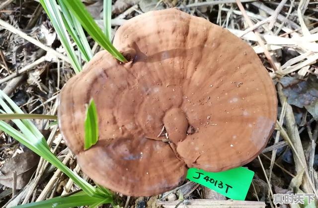 3、夯实现代农业发展基础重点包括哪几个方面,加强农业科技创新与应用包括哪些内容 - 真时天下