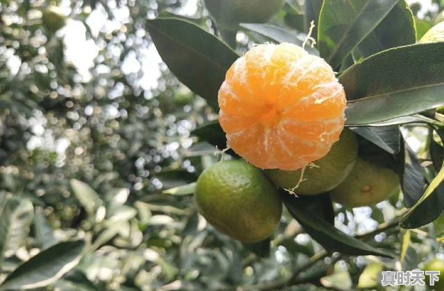 5、十四五推进农业现代化新举措,科技创新驱动现代农业发展 - 真时天下