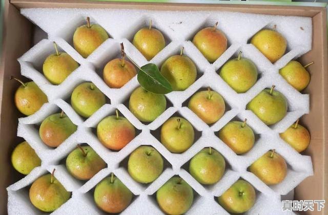 9、十四五推进农业现代化新举措,科技创新驱动现代农业发展 - 真时天下