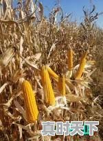 1、推动农业发展的科学技术有哪些，农业科技创新成果有哪些 - 真时天下