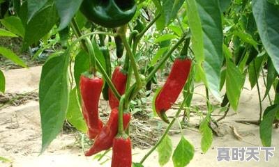 1、红尖椒的种植方法是什么,淅川天气 - 真时天下