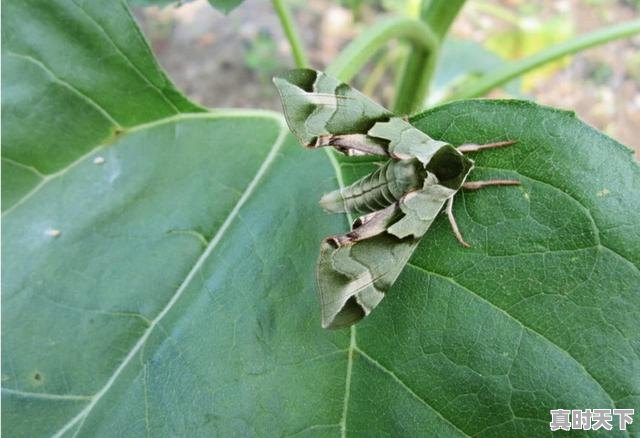 1、冬天的延吉好玩吗，今日如东生猪价格 - 真时天下