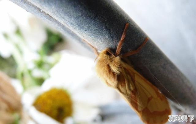 2、冬天的延吉好玩吗，今日如东生猪价格 - 真时天下