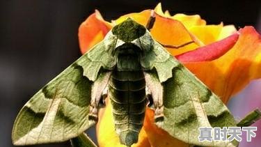 3、冬天的延吉好玩吗，今日如东生猪价格 - 真时天下