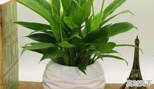 1、2023杭州8月份高温天气多少天,浙江省杭州市天气 - 真时天下