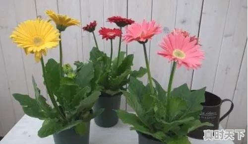 2、2023杭州8月份高温天气多少天,浙江省杭州市天气 - 真时天下