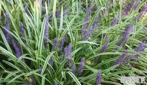 3、2023杭州8月份高温天气多少天,浙江省杭州市天气 - 真时天下