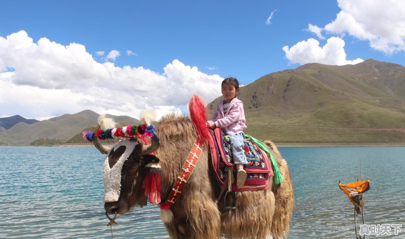 1、进藏最适合穷人的三款车，西藏二手车店排行榜 - 真时天下