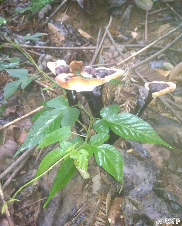 5、六大战略内容是什么,科技创新用什么词语概括 - 真时天下