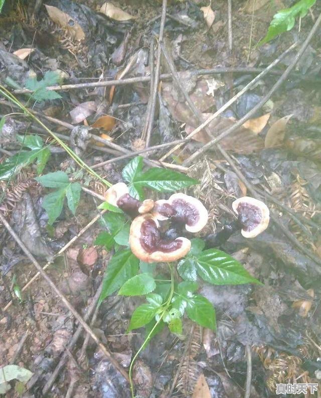 6、六大战略内容是什么,科技创新用什么词语概括 - 真时天下