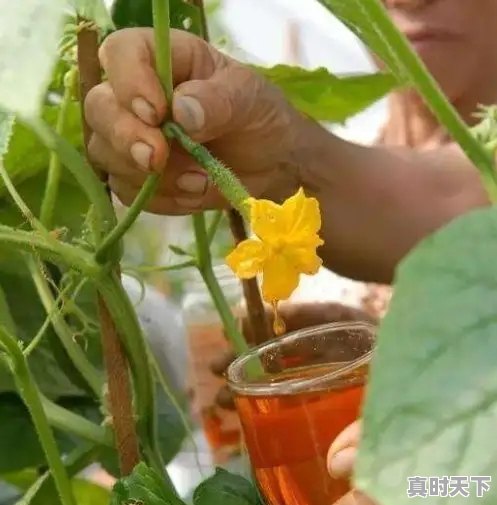 2、寿光大棚好的黄瓜品种,山东寿光黄瓜今日价格 - 真时天下