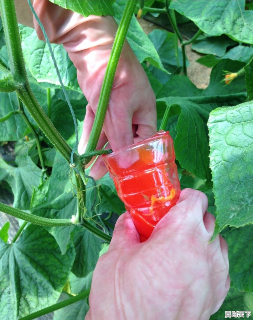 5、寿光大棚好的黄瓜品种,山东寿光黄瓜今日价格 - 真时天下