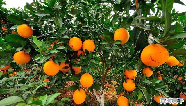 2、新宁江黄公路伺时动工,大家盼江黄公路何时通,新宁县天气 - 真时天下