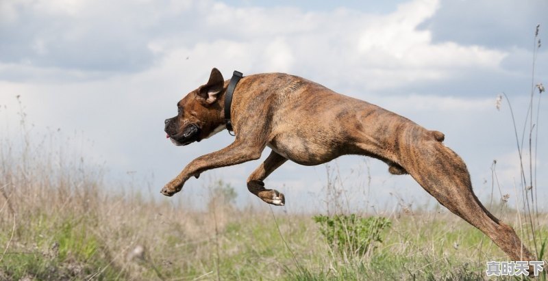 1、全国猪价格今日猪价最新行情...;全国猪价格今日猪价最新行情 - 真时天下