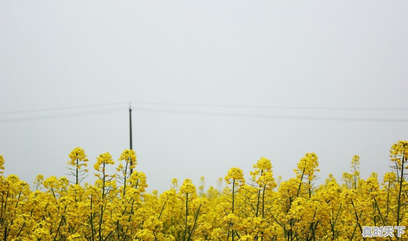 天气预报上面有广告怎么去掉开头，当途天气 - 真时天下