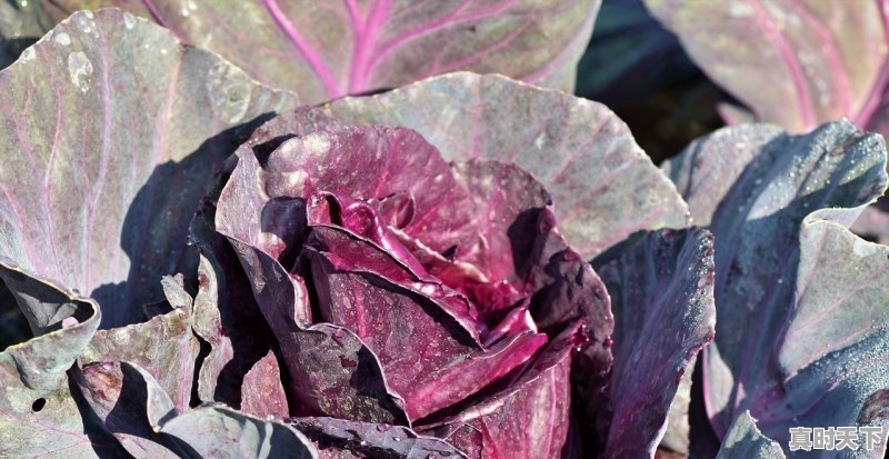 1、种植甘蓝一亩成本,山西今日甘蓝价格 - 真时天下