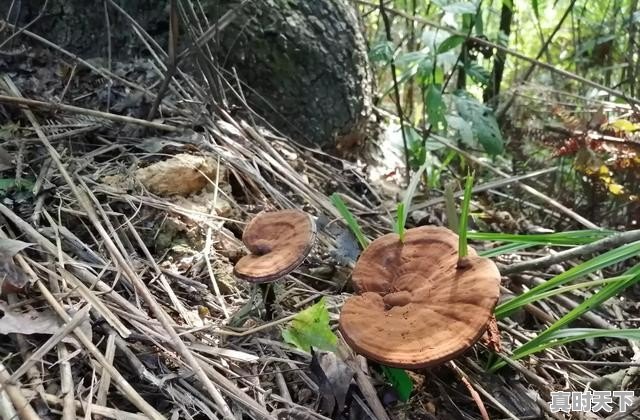 科学技术在农业上的重要作用是什么,科技创新助力地方经济快速崛起 - 真时天下