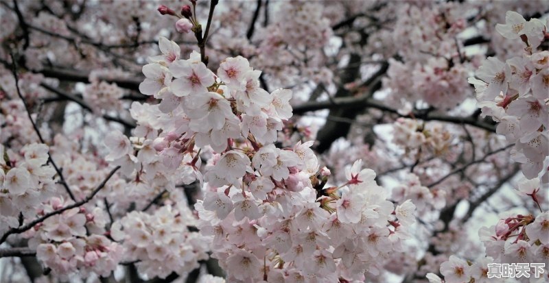 平坝樱花2023年4月还有吗,平坝县天气 - 真时天下