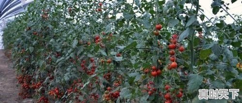 1、好看好听的游戏名字，十大热门游戏大作排名前十名有哪些名字好听点 - 真时天下