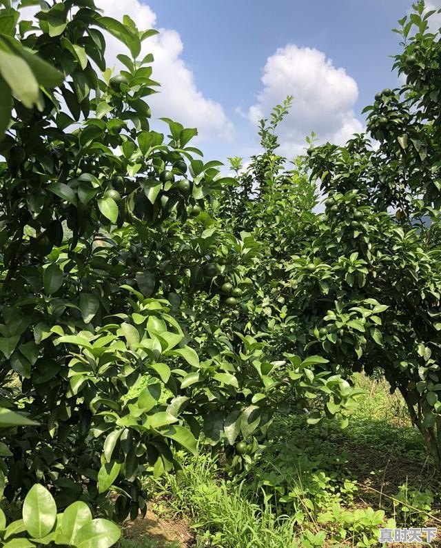 肇庆城西有发展潜力吗,肇庆砂糖桔今日价格 - 真时天下