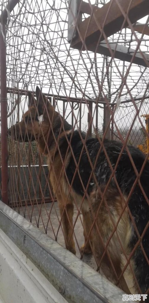 柴犬吃什么肉好,紫犬今日最新价格 - 真时天下