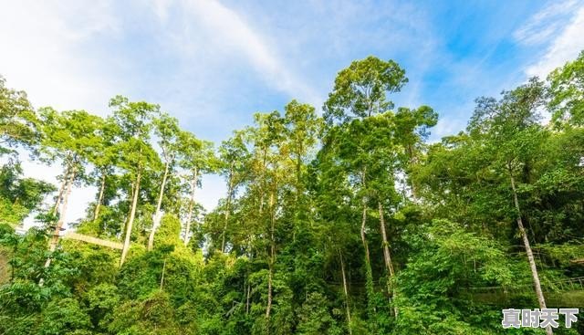 云南西双版纳天气一年四季什么时候好_西双版纳的天气 - 真时天下