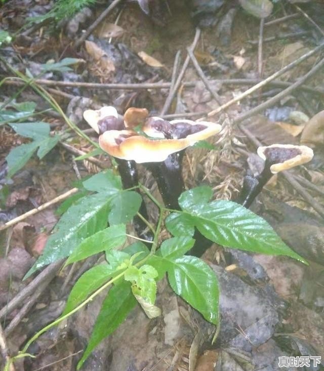 长清区归德镇蒜苔价格,蒜苗价格今日头条 - 真时天下