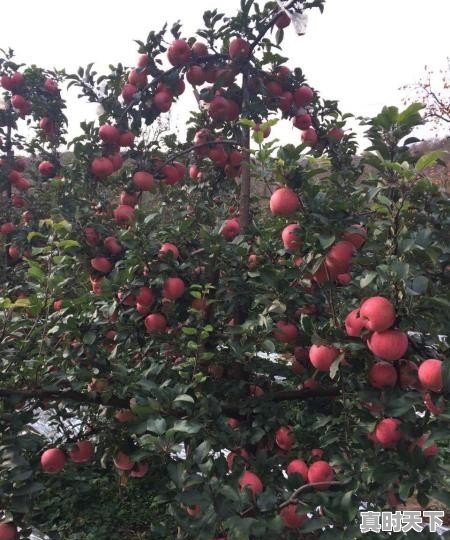 蔬菜价格下跌原因_沈阳雨润农副产品批发市场营业时间 - 真时天下