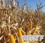 今天油价什么时候调价,今日最新油价国际价格 - 真时天下