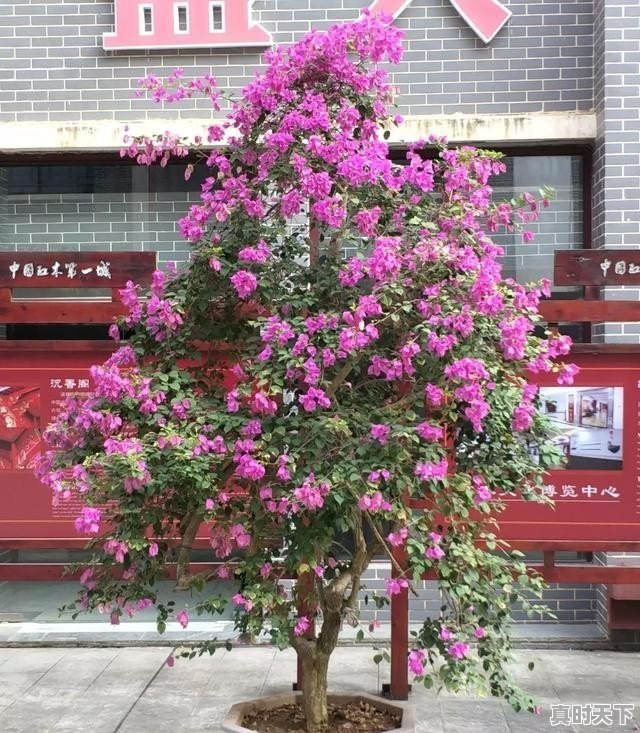 09年丰田锐志豪华版二手车17万公里值多少钱，丰田锐志09款改装二手车 - 真时天下