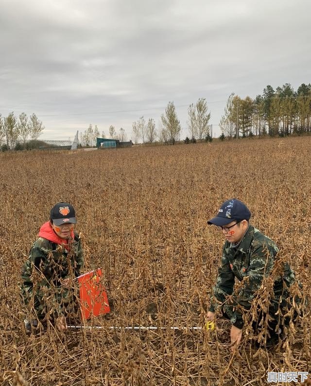 农业创新与科技创新的关系_科学技术在发展农业中有什么重要性举例说明 - 真时天下