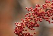 郁金种植亩产利润，今日鲜郁金价格