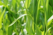 沈阳3月份能种植什么菜，沈阳今日白萝卜价格