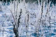 十一月份重庆会下雪吗_重庆一年四季的天气怎么样