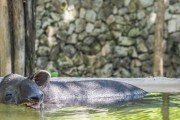 四川绵阳现在肥猪多少钱一斤，猪肉价格今日价四川市场