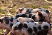 今日猪肉的价格走势预测,今日猪肉的价格走势预测