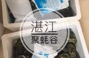 湛江生蚝夜市哪里好吃