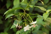 适合唐山市种植的花生_唐山花生新品种有啥