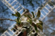 吉林省花生种植面积，今日吉林花生价格