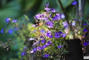 平顶山鲁山哪里避暑最佳_尧山杜鹃花最佳观赏时间