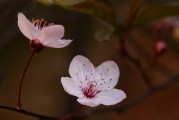 江苏梅花开花时间